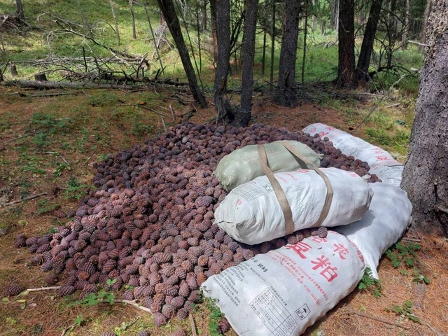 Зөвшөөрөлгүйгээр 47,8 кг самар түүж, тээвэрлэсэн хэрэгт холбогдсон этгээдүүдийн хэргийг шүүхэд шилжүүлэв