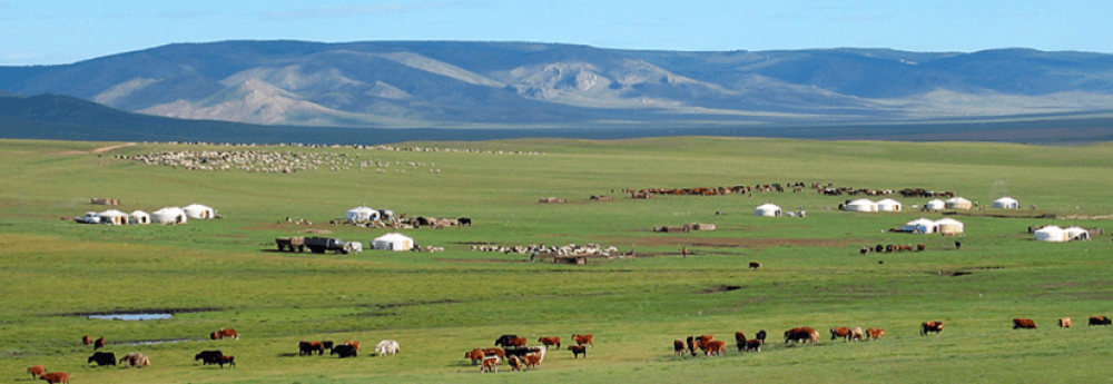 Малын хаягдлыг баялаг болгосон монгол ухаан